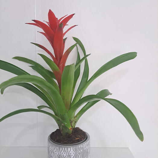 Guzmania