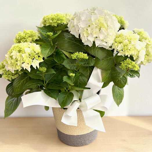 Planta Hortensias boancas