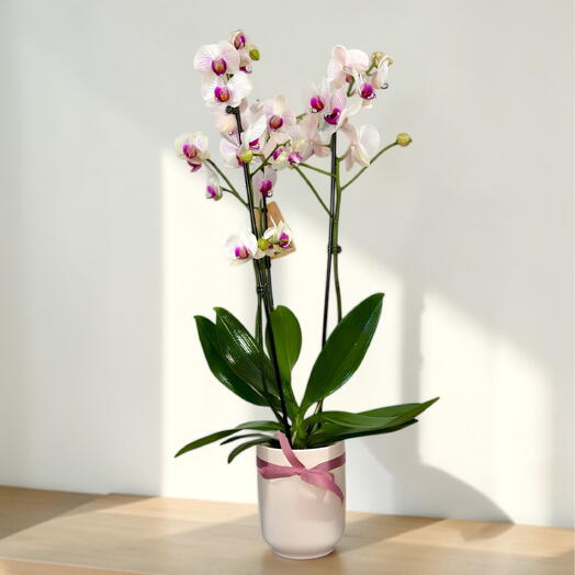 Orquidea Elegancia Rosa