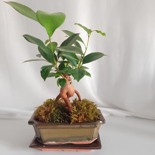 Bonsaï de Ficus Ginseng avec Mousse Naturelle – Harmonie Verte en Pot Céramique