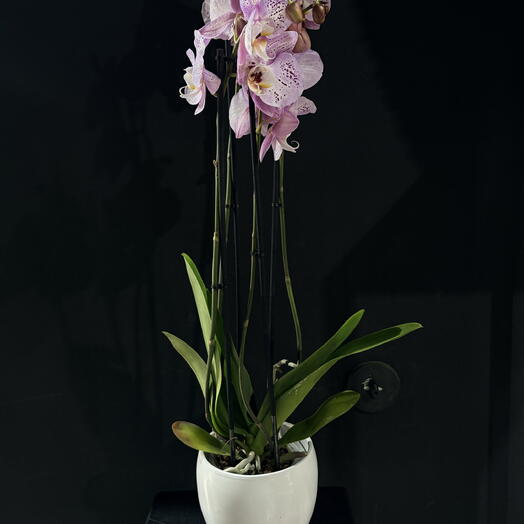 Orquidea con maceta blanca