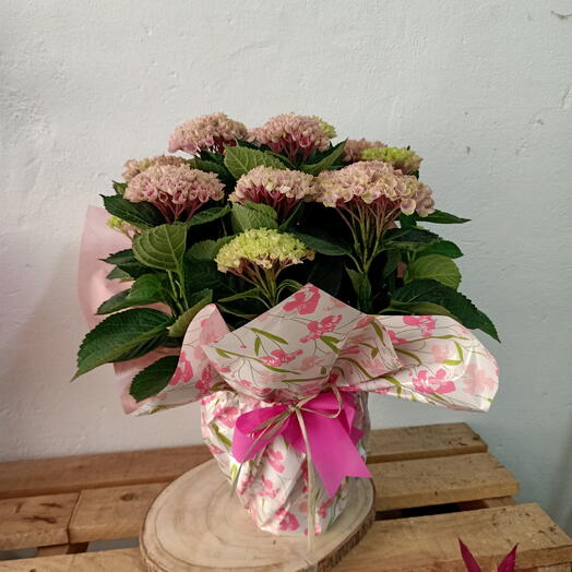 Natural Pink Hydrangea Plant