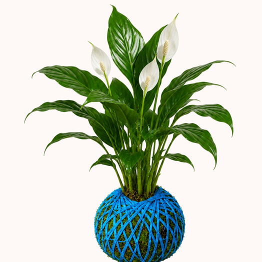 Kokedama Spathiphyllum