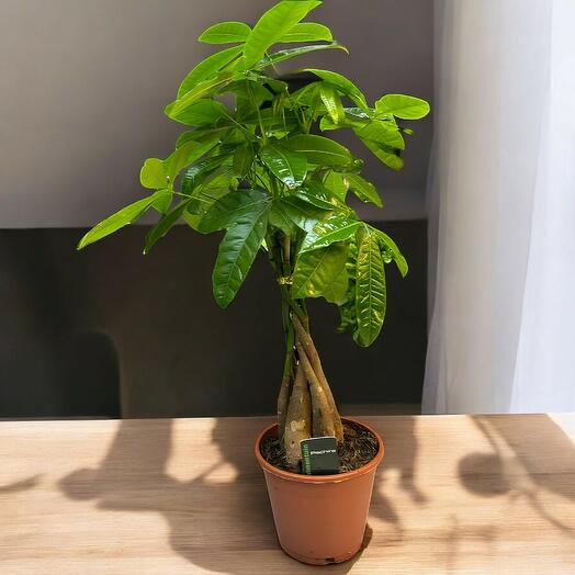 Arbol de la Fortuna Pachira