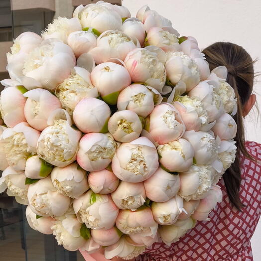 Peonia blanca premium