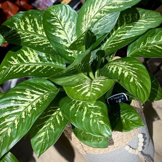 Dieffenbachia Tropical