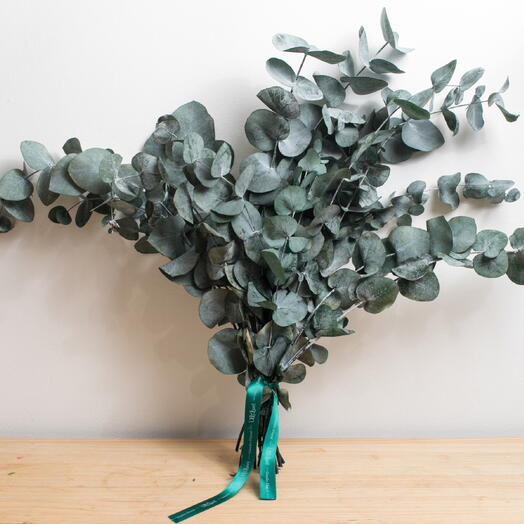 Ramo eucalipto preservado