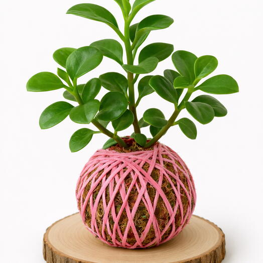 Planta Peperomia - Kokedama Peperomia