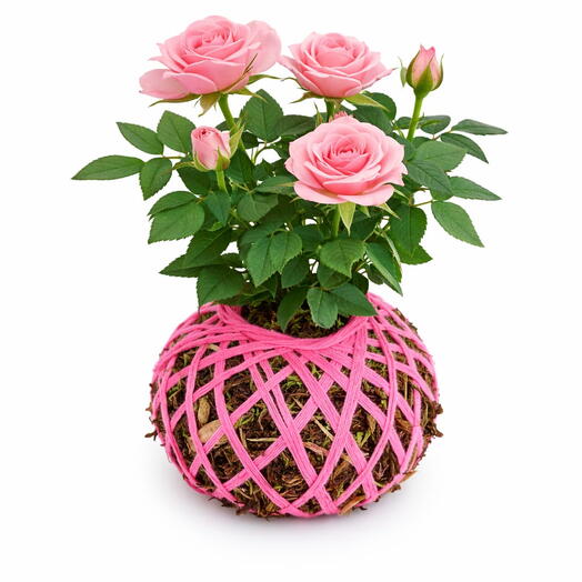 Planta mini rosas - Kokedama mini rosas