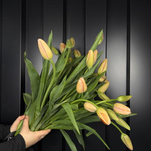 Ramo de Tulipanes 28ud