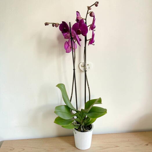 Orquidea Phalaenopsis