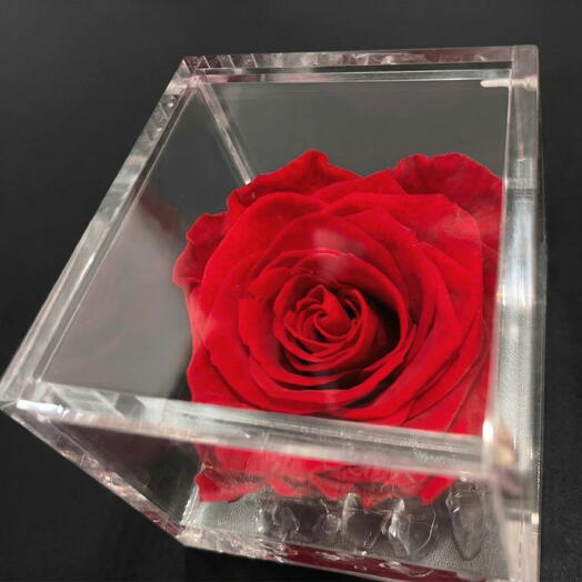 Rosa roja preservada