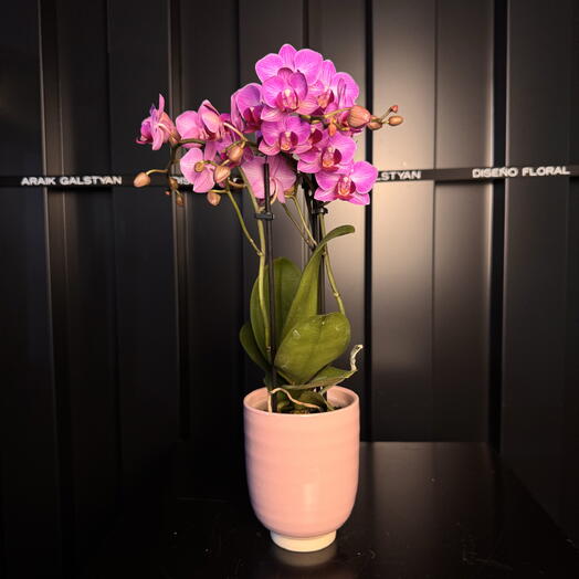Petite orchidée lilas dans un vase en céramique ARAIK GALSTYAN