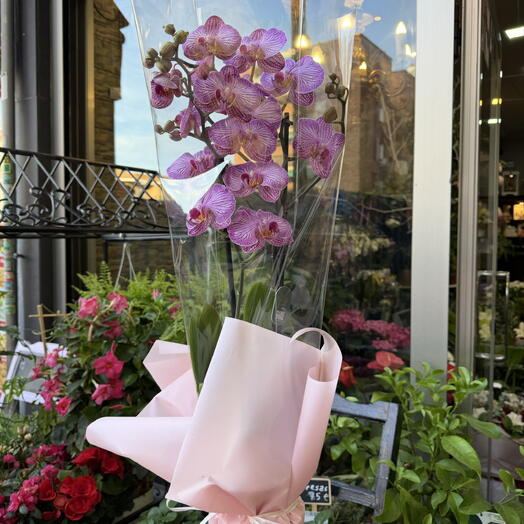 Premium orchid