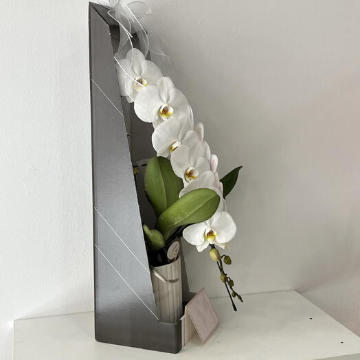 Orquidea en caja de regalo