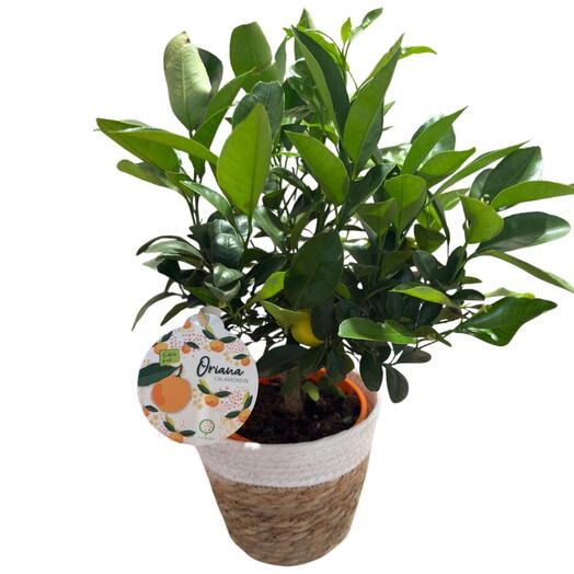 Calamondin orange tree in a basket