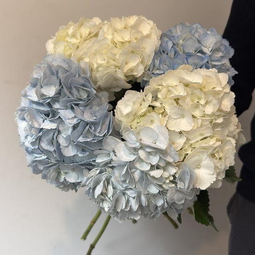 5 hortensias bleu ciel