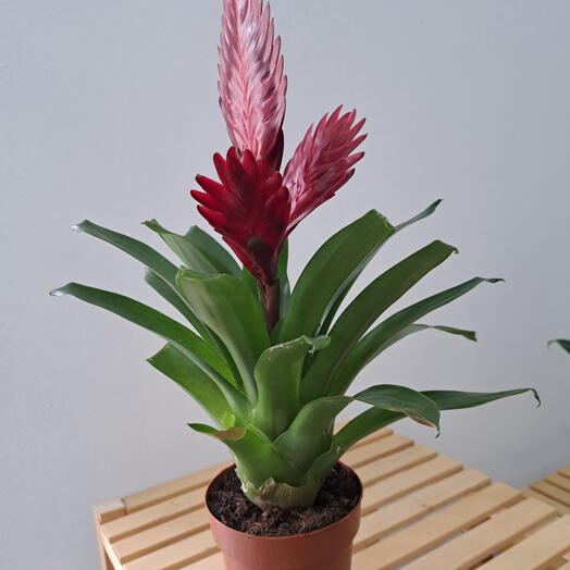 Bromelia paraiso
