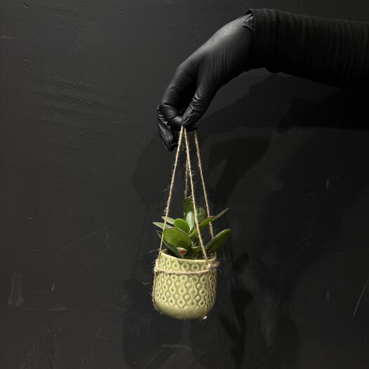Succulentus en maceta