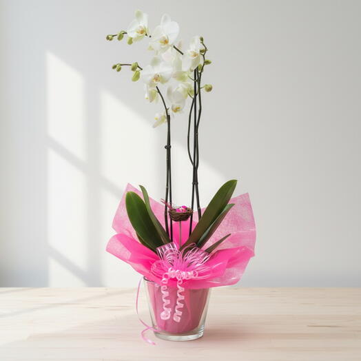 Planta de interior Amazonas