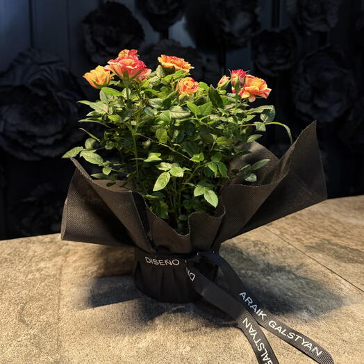 Jardes rosas de tonas amarillas