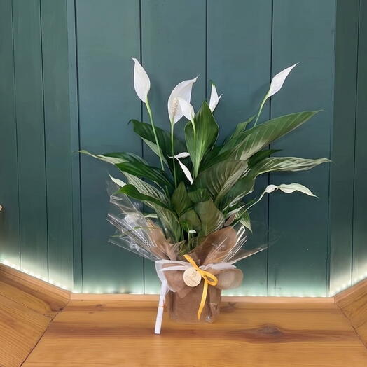 Lily of Peace