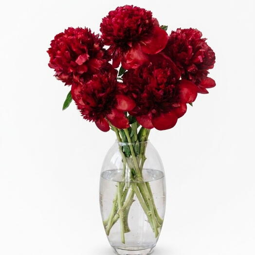 Garnet Peony Bouquet | 5 stems