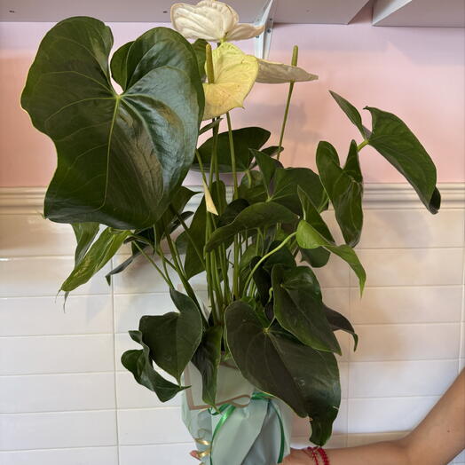 Anthurium XL