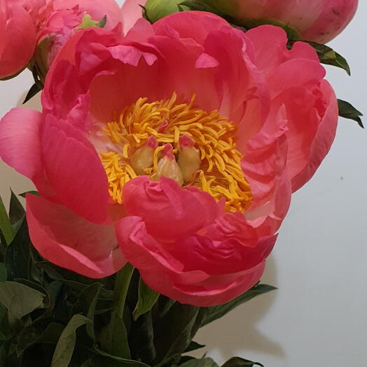 Peony/peonia Coral Sunset
