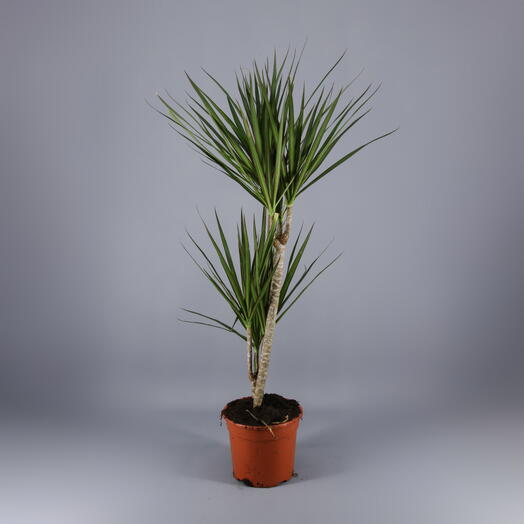 Dracaena