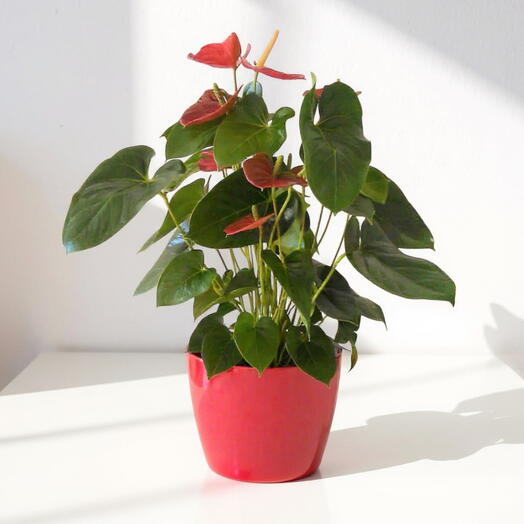 Anthurium con macetero