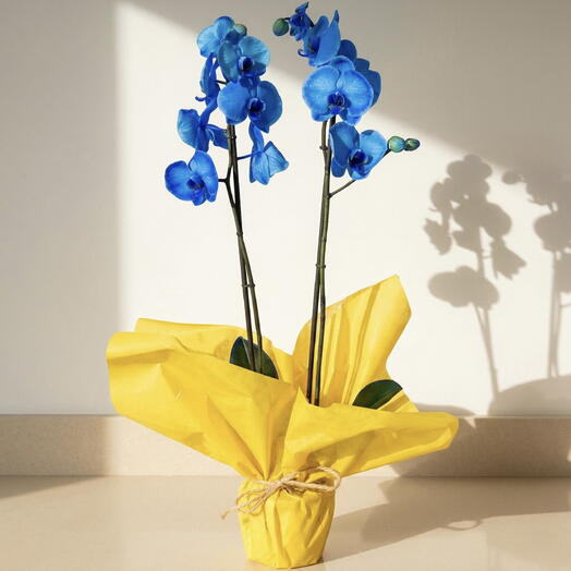 Orquidea Azul Phalaenopsis en maceta – Elegancia y originalidad en flor