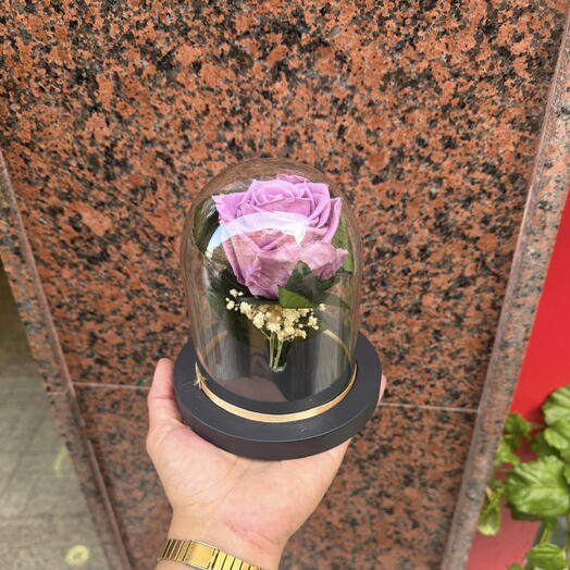 Rosa lila Preservada Cupula Mediana
