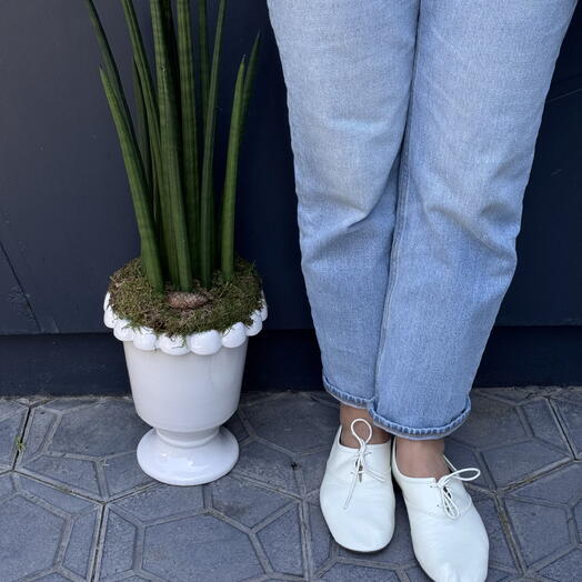 Sansevieria en maceta perla