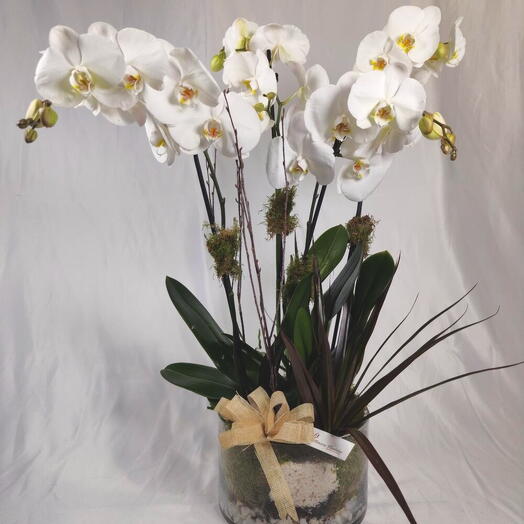 Centro orquideas Ainara | Orquidea phalaenopsis blanca