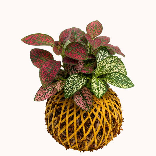 Kokedama Hypoestes
