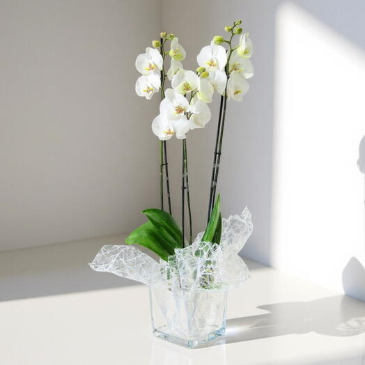 Orquidea de 3 varas con cristal