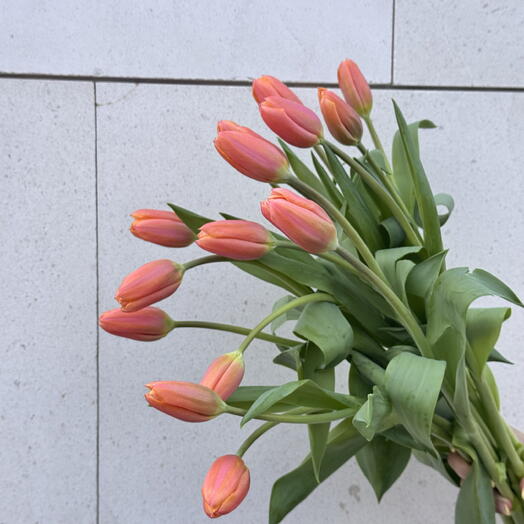 15 Soft Coral Tulips Mother s Day