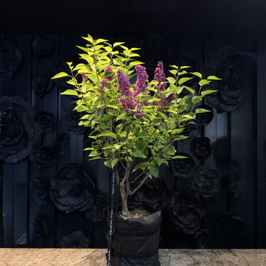 Purple Plant by ARAIK GALSTYAN