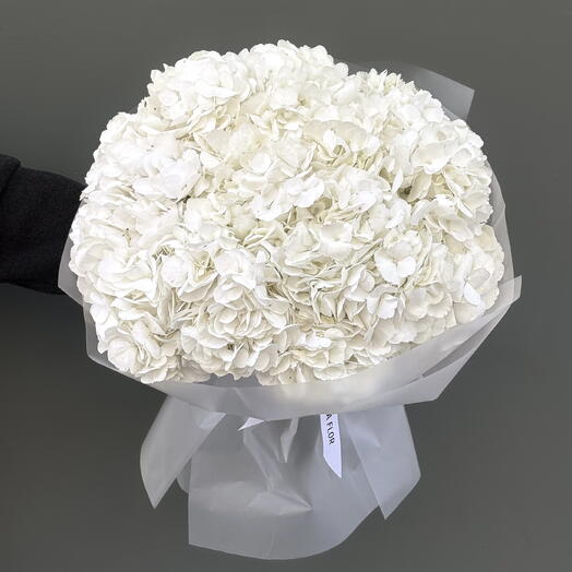 7 White Hydrangeas