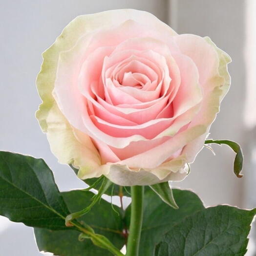 Rosa Pink Mundial