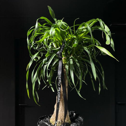 Beaucarnea ARAIK GALSTYAN