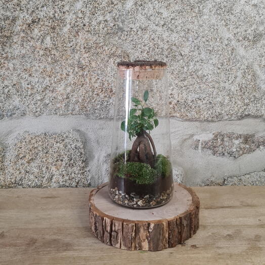 Ficus ginseng in crystal