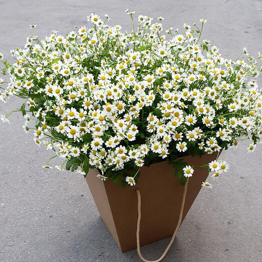 Chamomile field