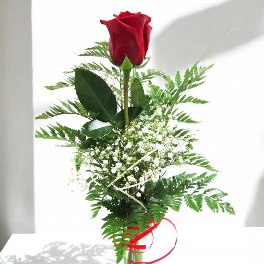 Rosa unica para regalo