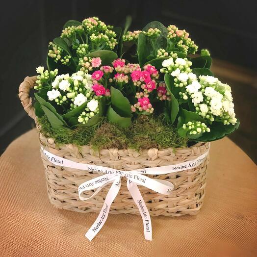 Cesta Anita – Kalanchoes en tonos suaves en cesto decorativo