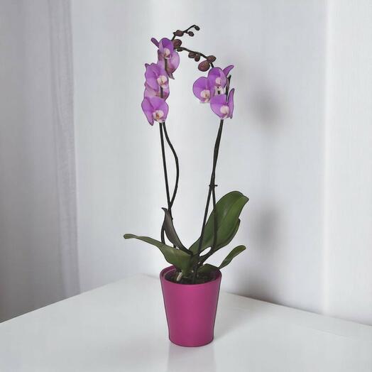 Fuchsia orchid (Decorated without vase)