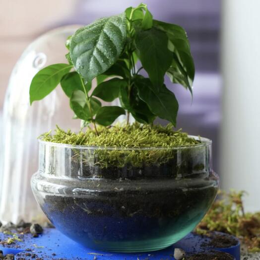 Ecosistema de la planta de café