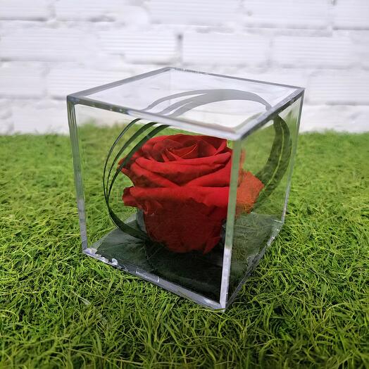 ROSA PRESERVADA EN METRAQUILATO