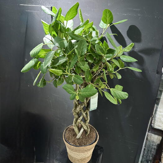 Ficus Mágico ARAIK GALSTYAN